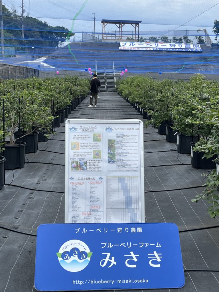 ブルーベリーファームみさきの第2サイト