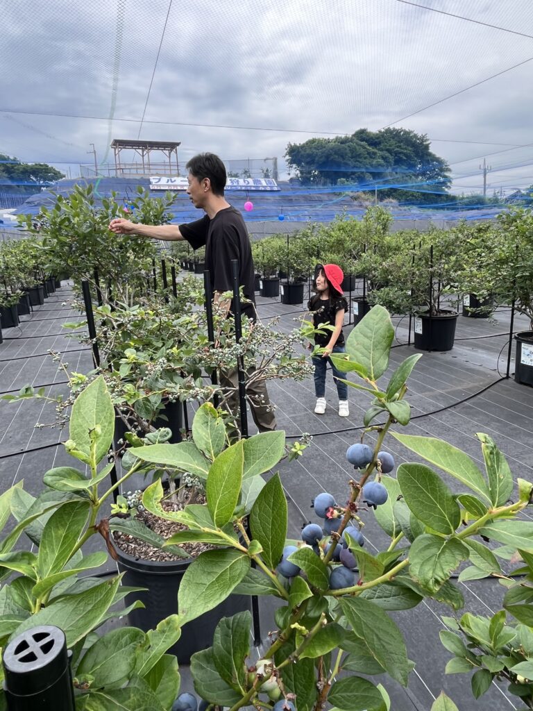 岬町のブルーベリー狩り農園