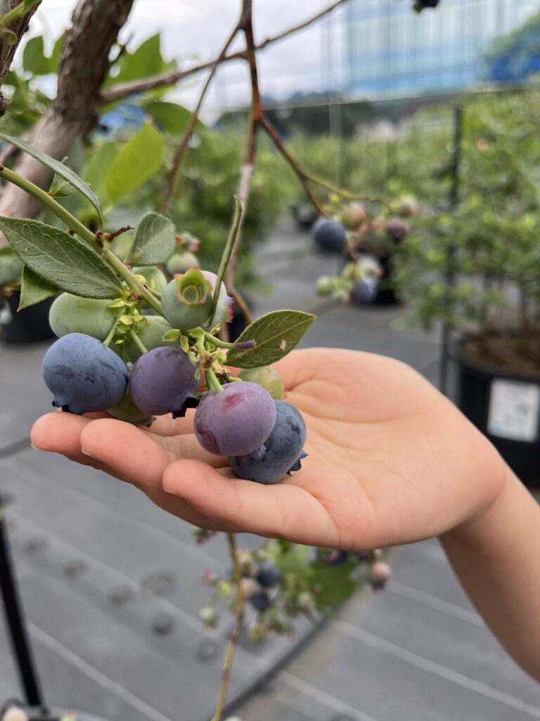 岬町の大粒のブルーベリー