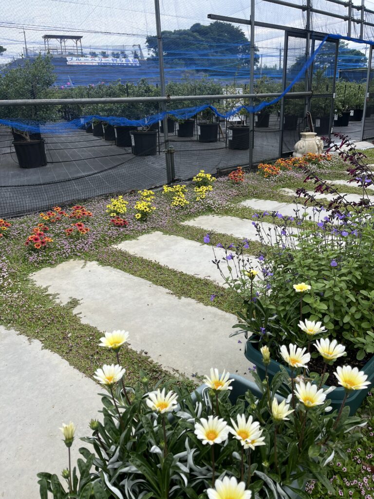 ブルーベリーファームみさきのお花