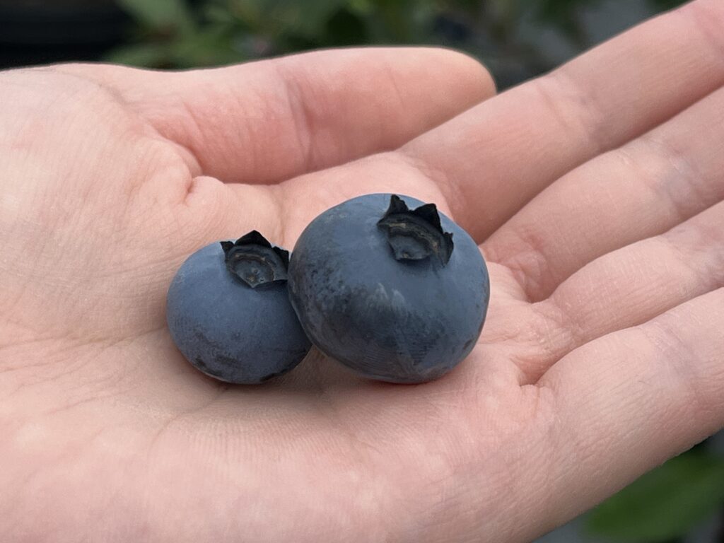 ブルーベリーファームみさきで食べ比べ