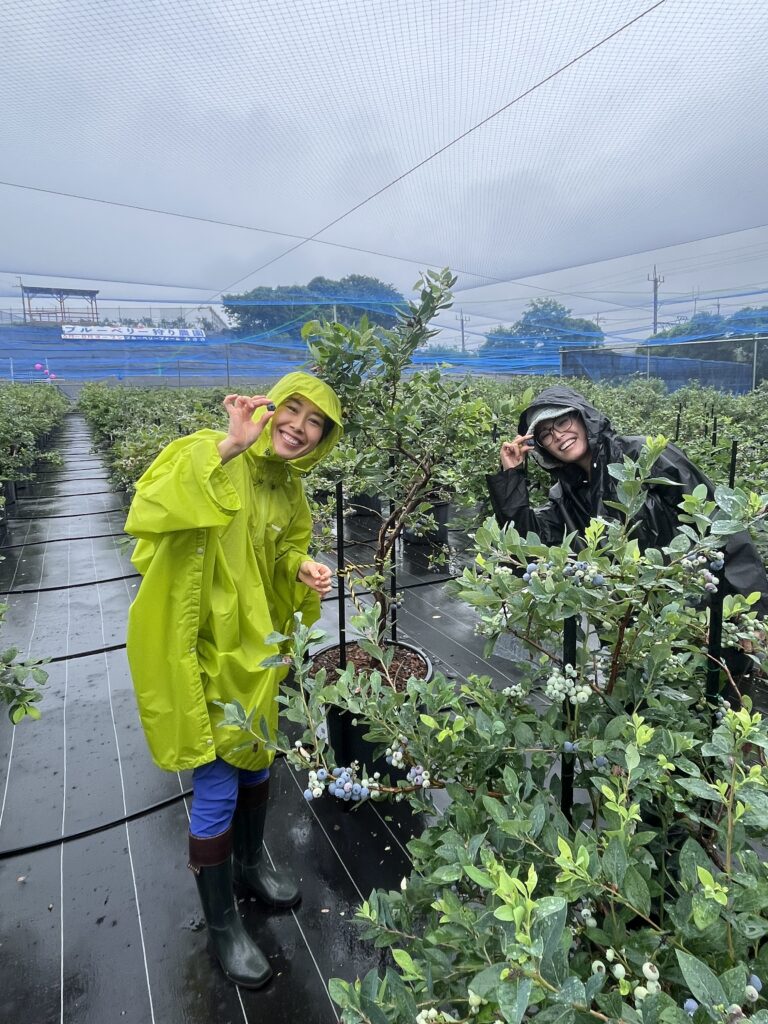 雨の日の岬町のブルーベリー狩り