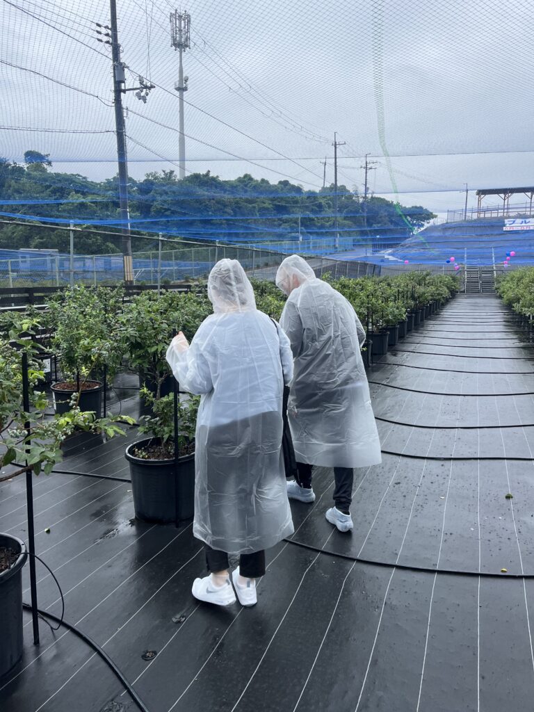 雨の日の大阪のブルーベリー狩り農園