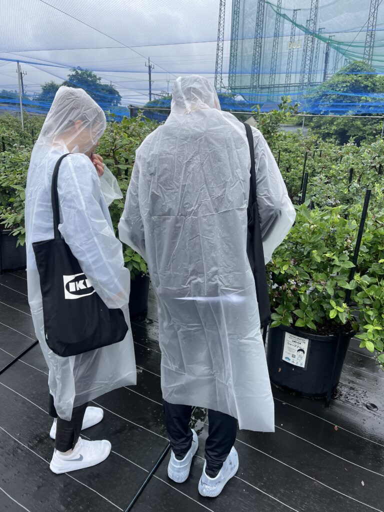 大阪・岬町のブルーベリー狩り農園