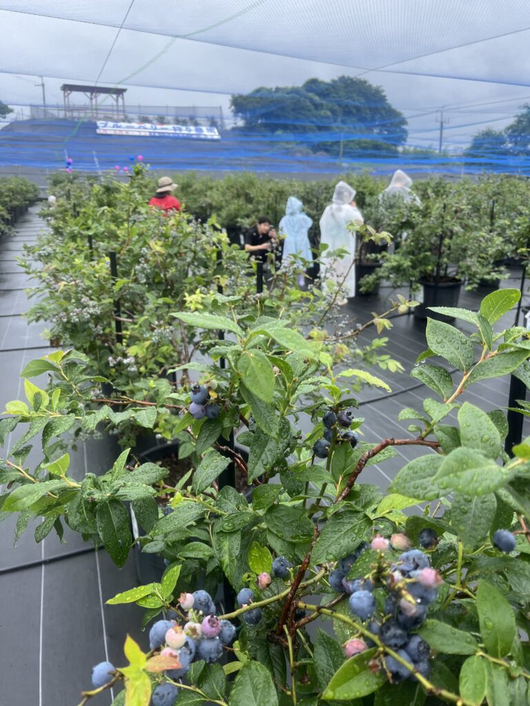 雨の日のブルーベリー狩り