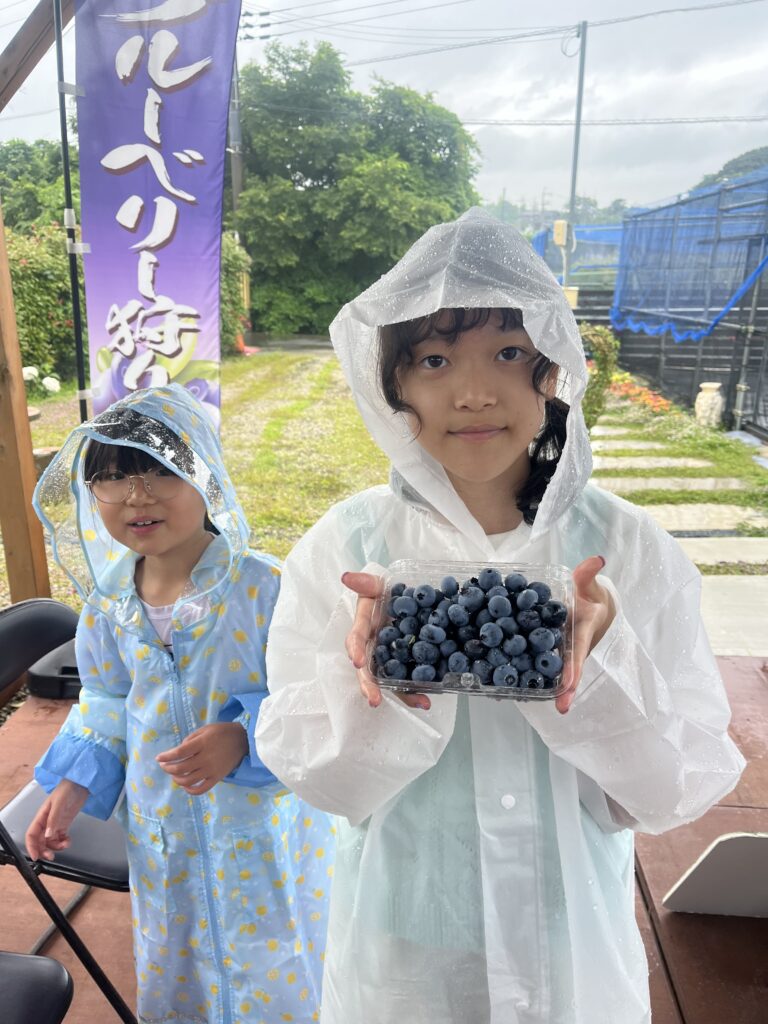 収獲したてのブルーベリー・大阪府岬町