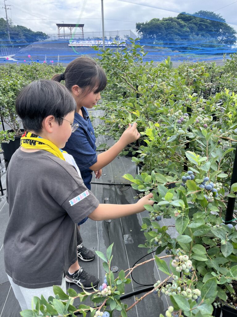 ブルーベリーファームみさきで収穫体験・大阪・岬町