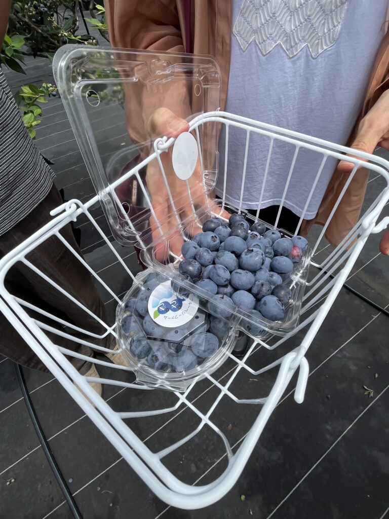 ブルーベリーファームみさきのブルーベリー
