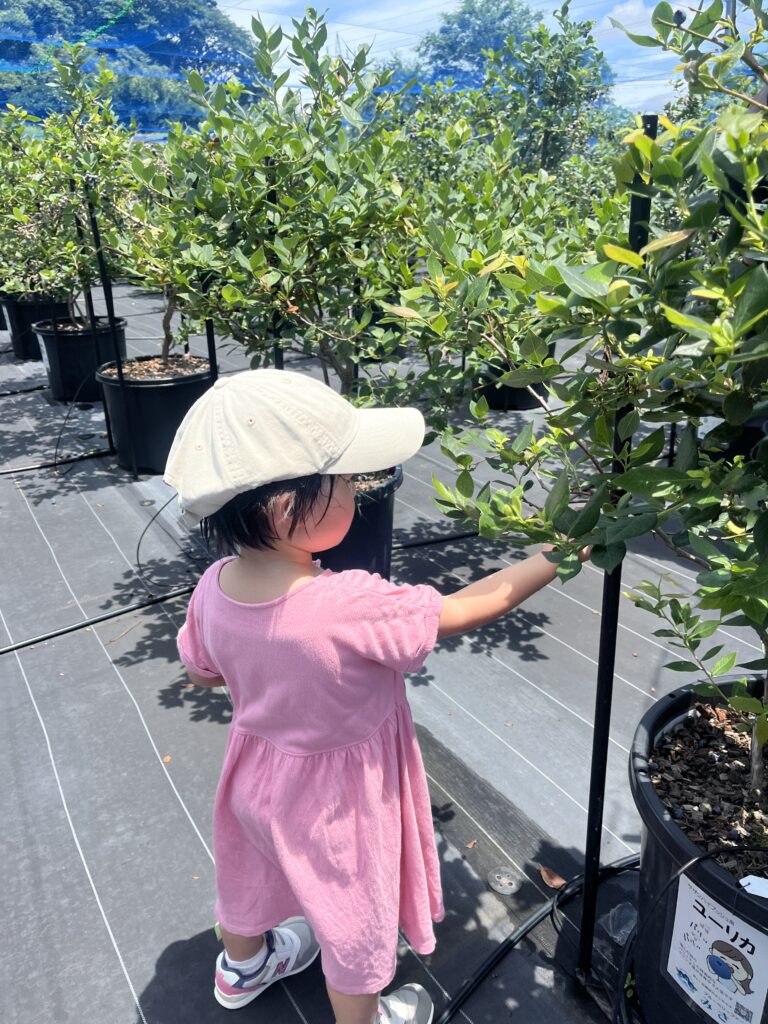 大阪・岬町でブルーベリー狩り・子供の収穫体験