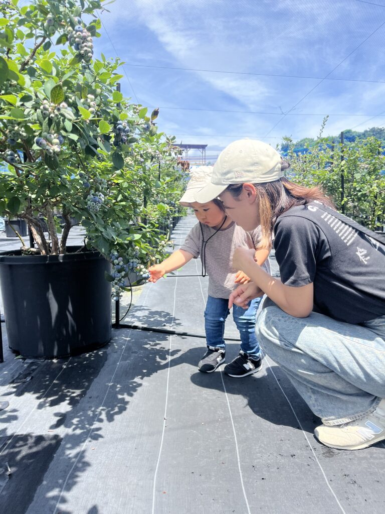 子供とブルーベリー狩り・大阪・岬町