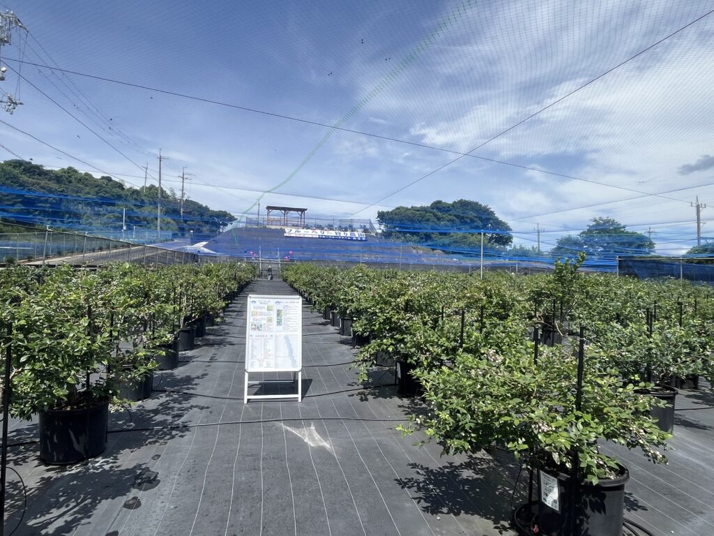 ブルーベリーファームみさきの第2サイト・大阪・岬町