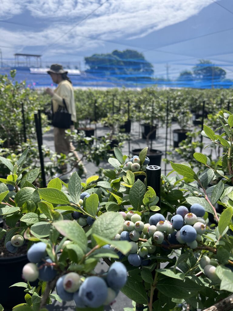 ブルーベリーファームみさきのブルーベリー・大阪・岬町