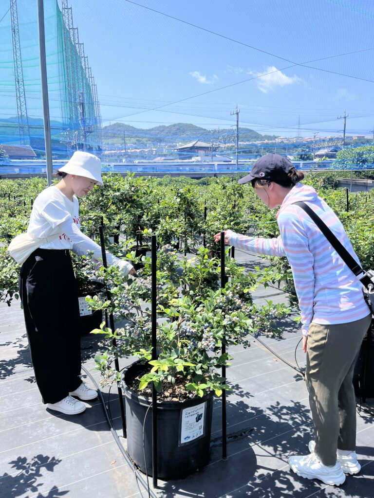 ブルーベリー狩り農園で収穫体験・大阪・岬町
