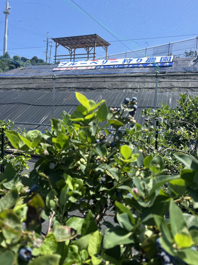 ブルーベリーファームみさきのブルーベリー狩り農園の看板・大阪・岬町