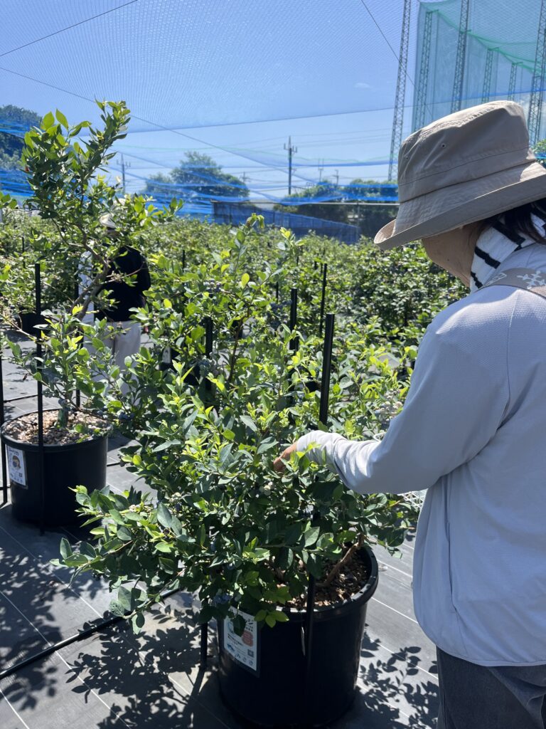 大阪・岬町でブルーベリー狩りの体験
