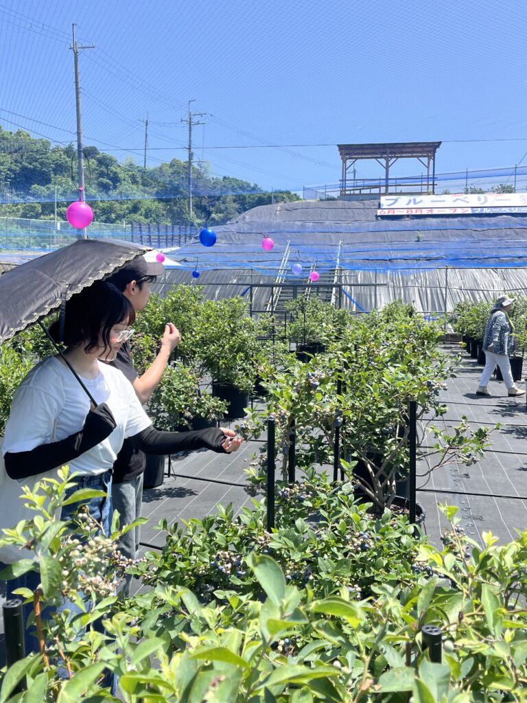 ブルーベリーファームみさきでカップルでブルーベリー狩り・大阪・岬町