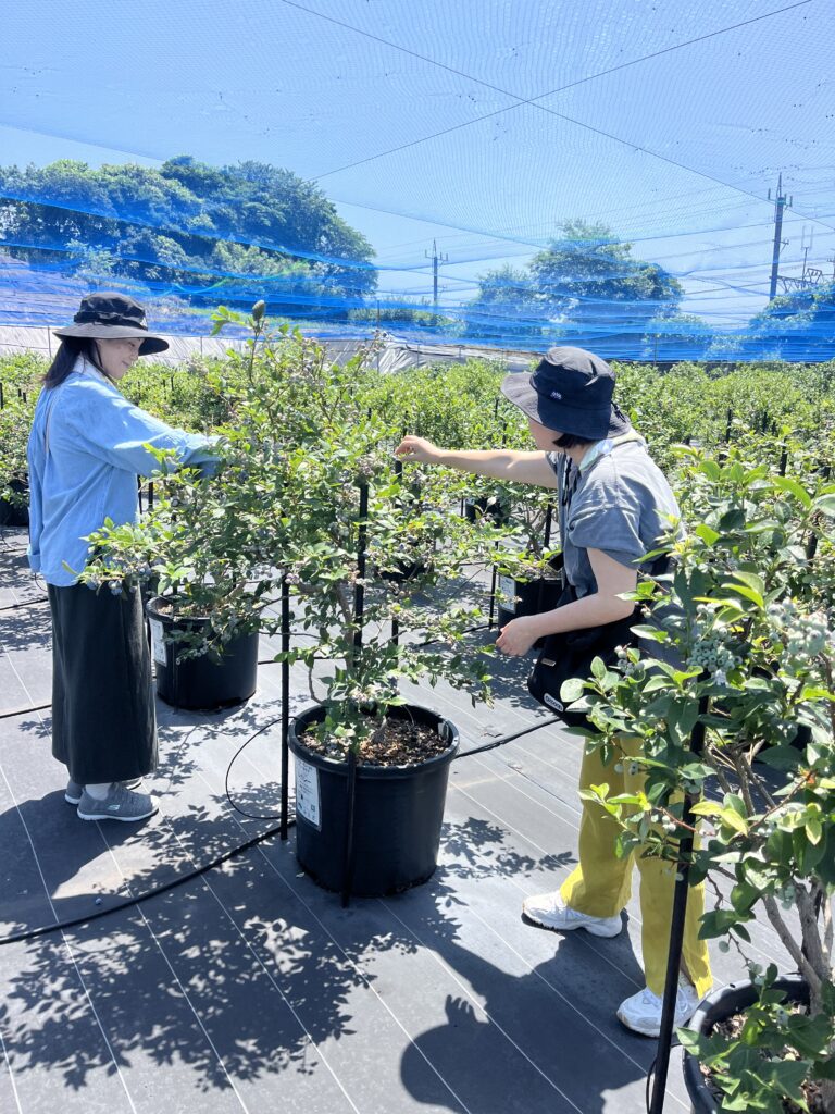リピーターさん・ブルーベリーファームみさき・大阪・岬町