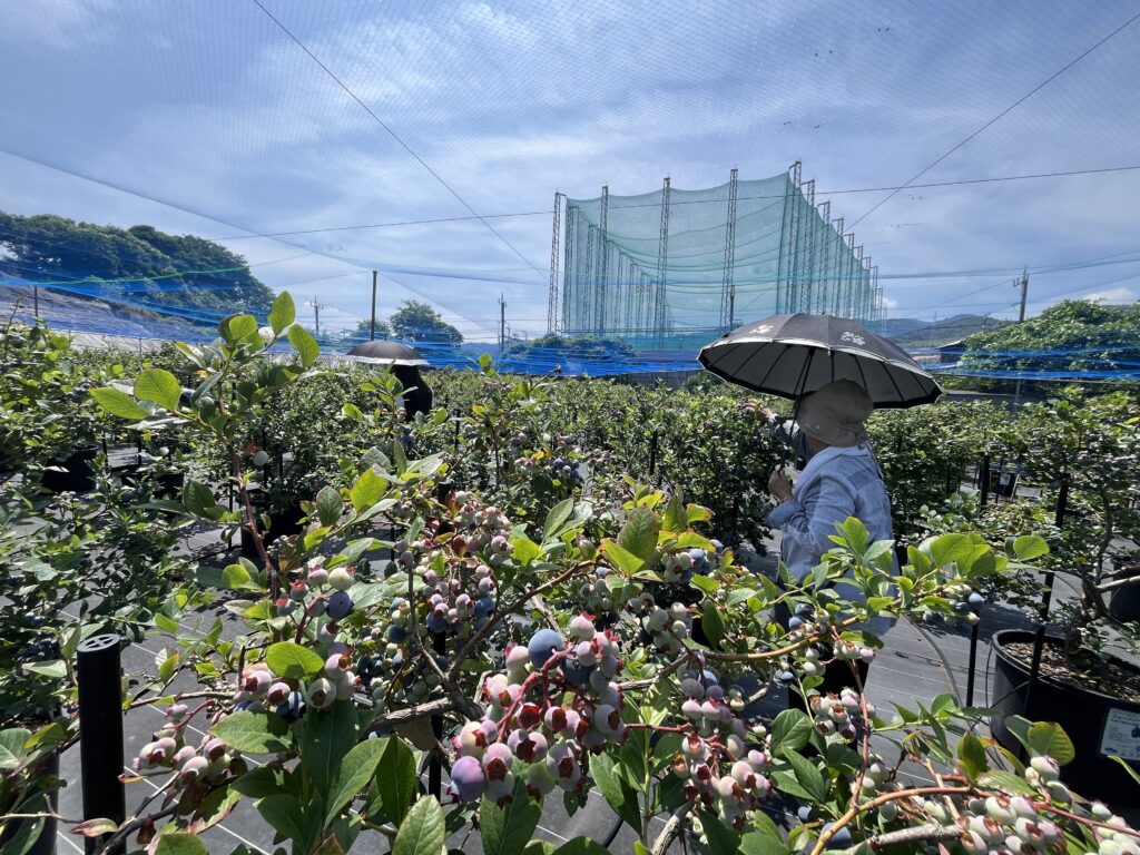 ６月のブルーベリー狩り・大阪・岬町