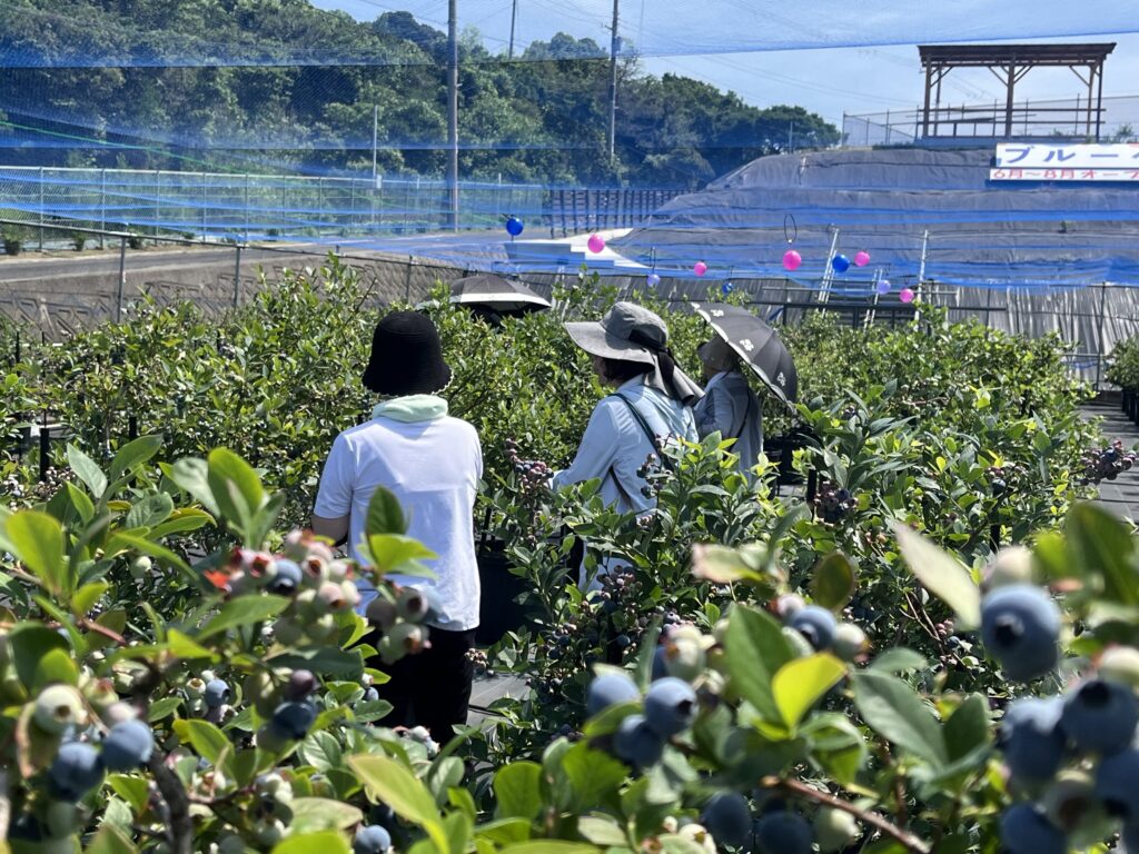 ６月の平日のブルーベリー狩り・大阪・岬町