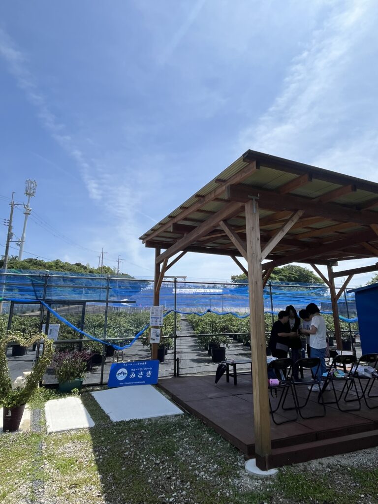 ６月の梅雨の晴れ間のブルーベリーファームみさき・大阪・岬町