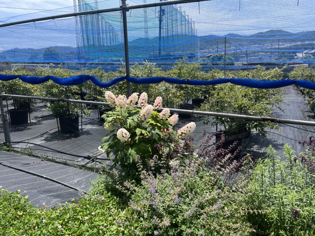 花壇に花がたくさんのブルーベリーファームみさき・大阪・岬町