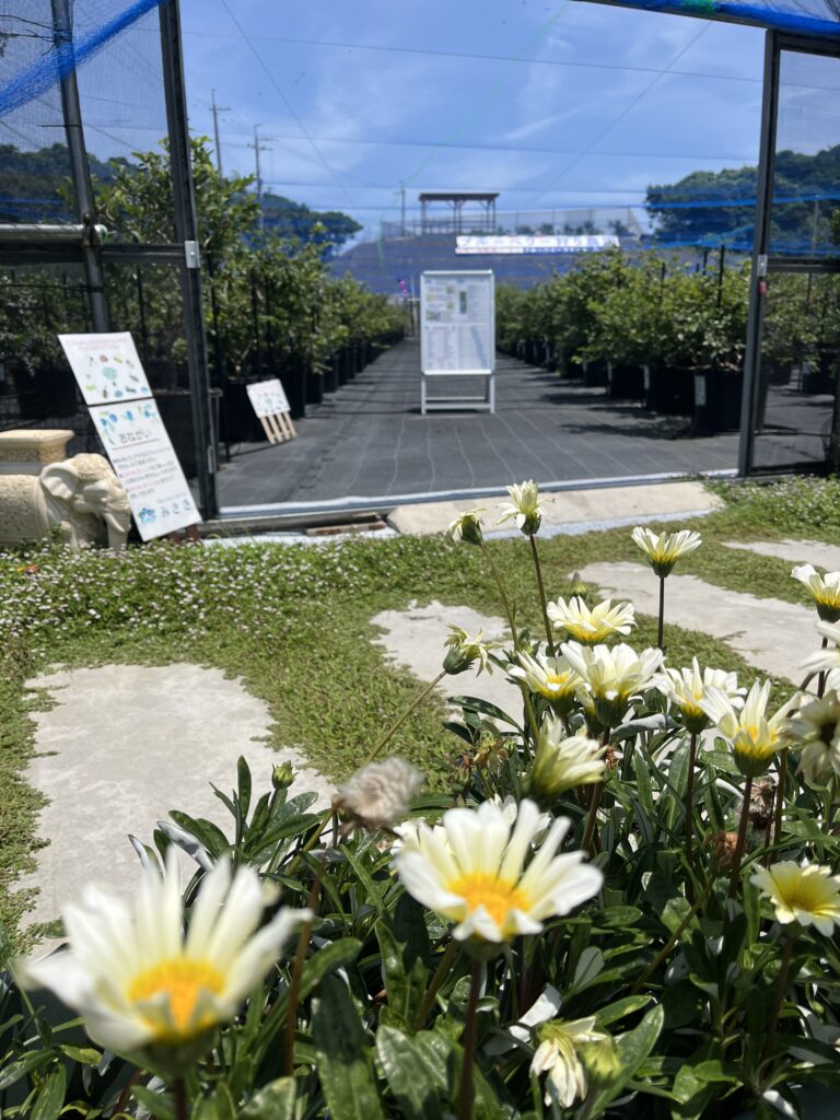 ブルーベリーファームみさきのお花・大阪・岬町