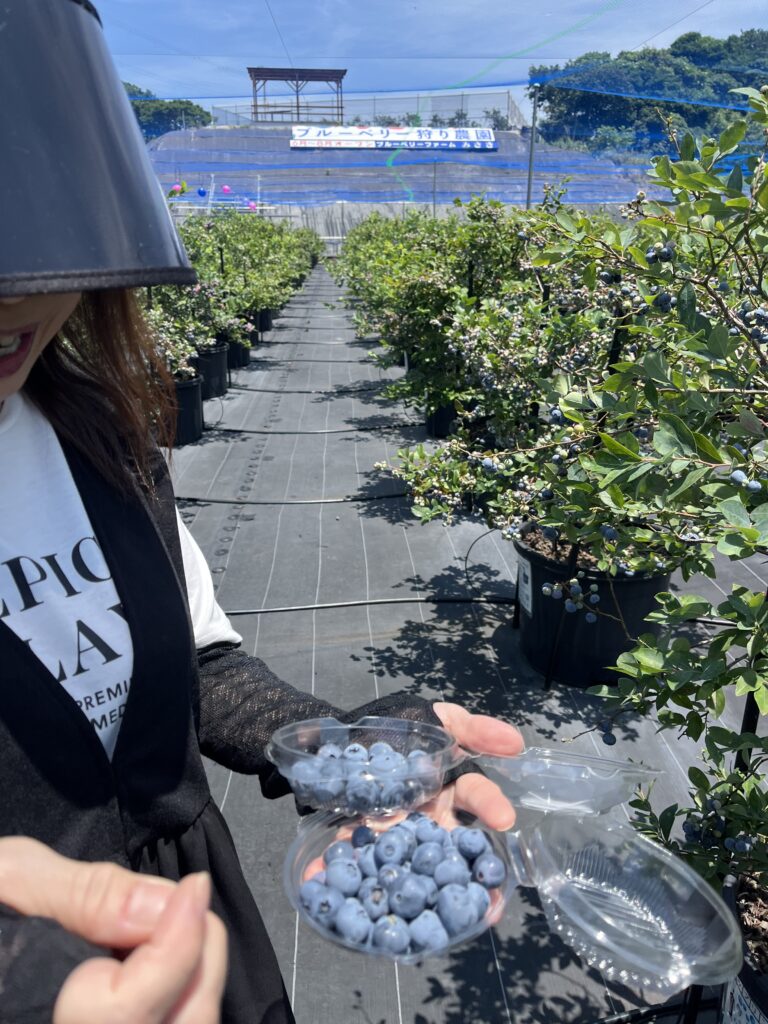 お持ち帰りパックは好きな品種を収穫・ブルーベリーファームみさき・大阪・岬町