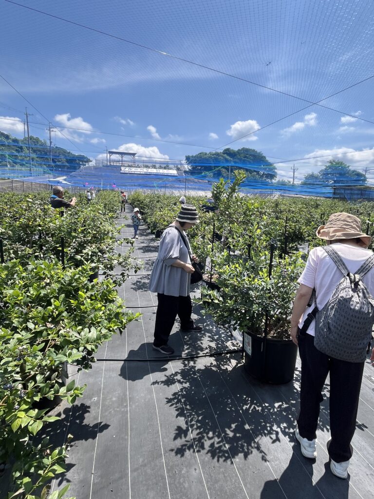 大阪・岬町・ブルーベリー狩り農園