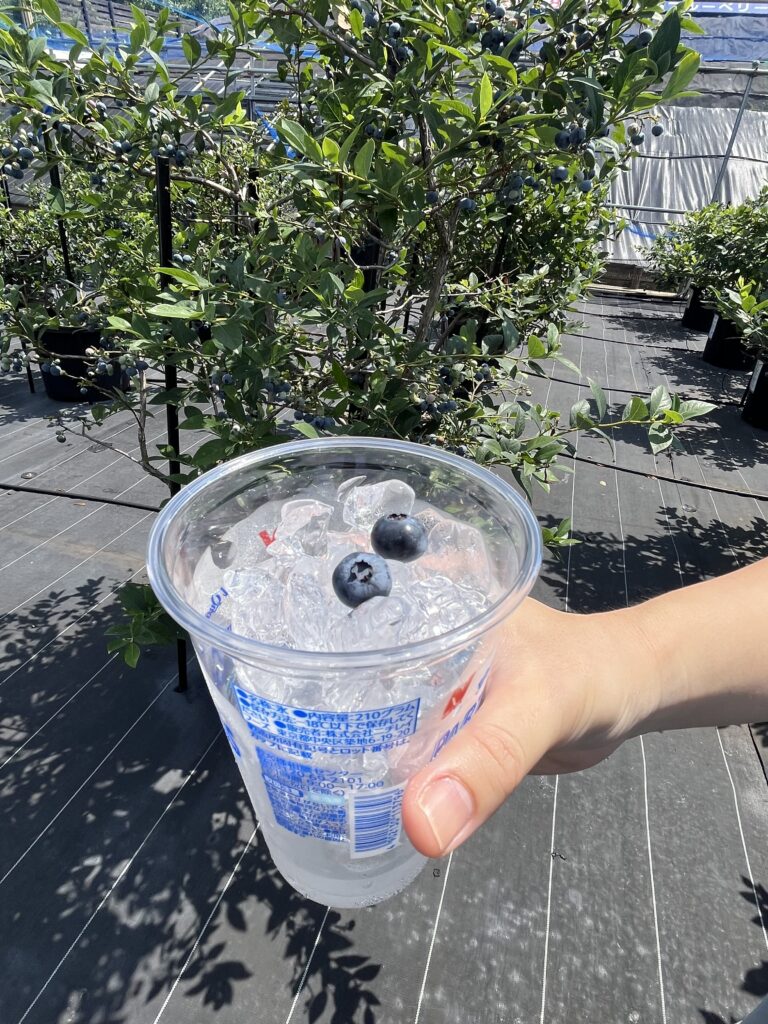 氷カップで冷やすと美味しいブルーベリー・大阪・岬町