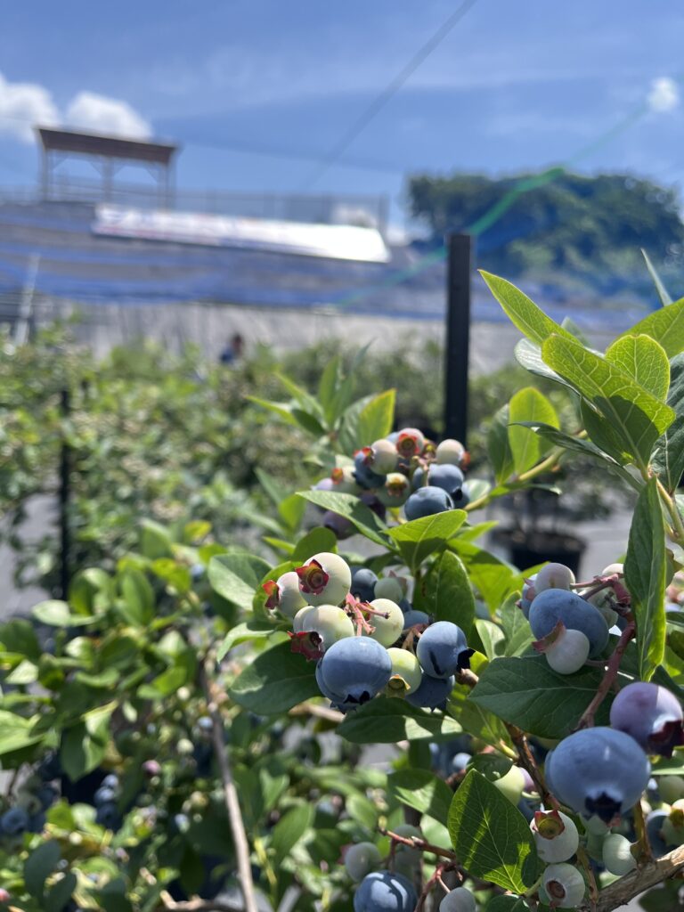 ６月のブルーベリー狩り・大阪・岬町