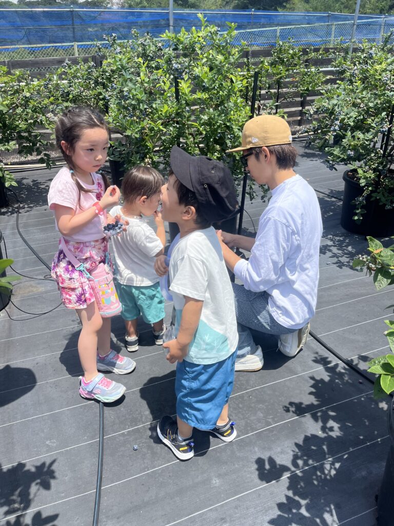 小さな子供も楽しめるブルーベリー狩り・大阪・岬町
