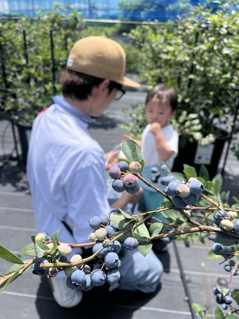 ６月のブルーベリー狩り・大阪・岬町