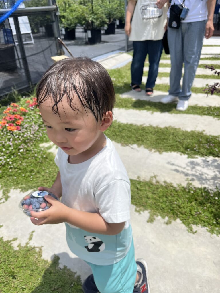 おみやげのブルーベリーのパック・大阪・岬町