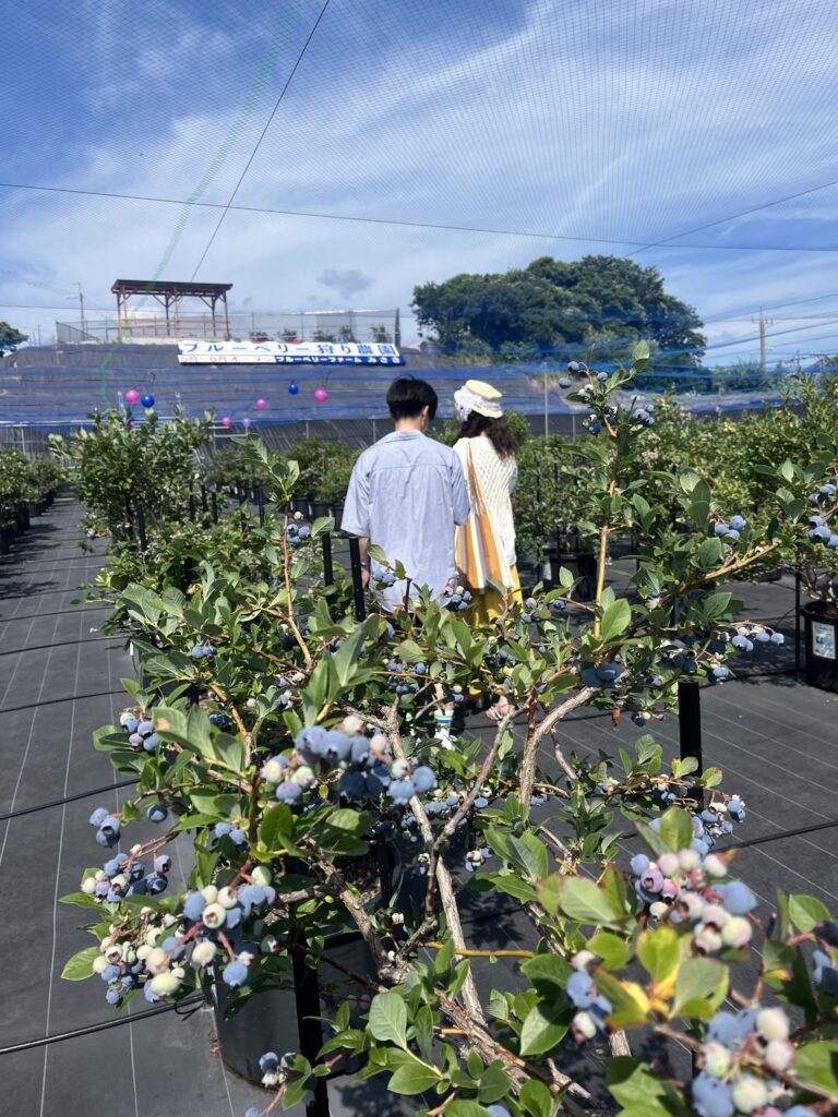 カップルにも人気。大阪・岬町・ブルーベリーファームみさき