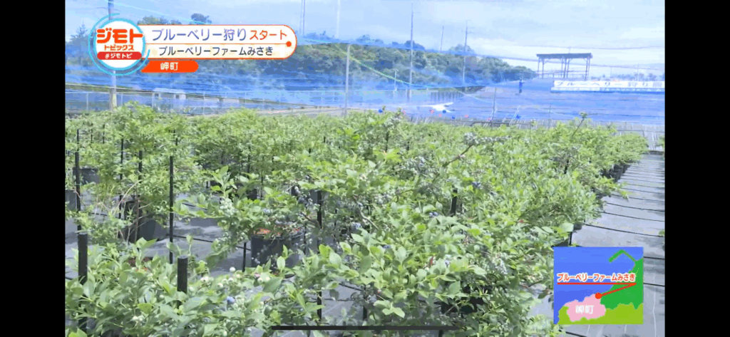 ジモトトピックス・テレビ放送・ブルーベリーファームみさき・大阪・泉州・岬町・ブルーベリー狩りスタート