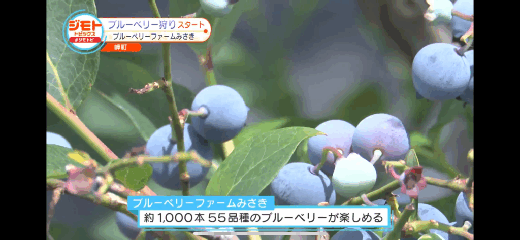 ジモトトピックス・テレビ放送・ブルーベリーファームみさき・大阪・泉州・岬町・ブルーベリー狩りスタート