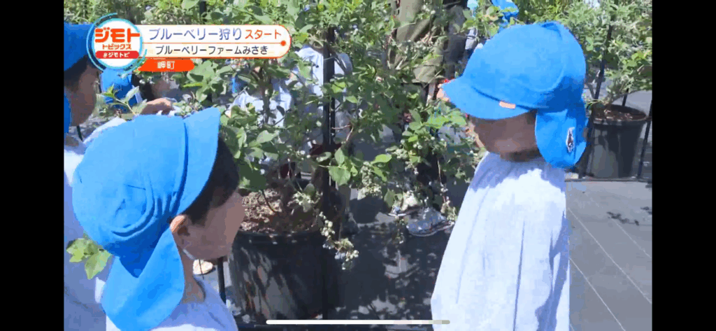 ジモトトピックス・テレビ放送・ブルーベリーファームみさき・大阪・泉州・岬町・ブルーベリー狩りスタート・園児の収穫体験