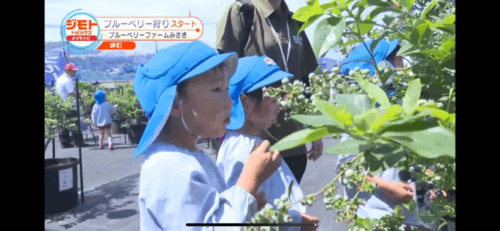 ジモトトピックス・テレビ放送・ブルーベリーファームみさき・大阪・泉州・岬町・ブルーベリー狩りスタート・園児の収穫体験