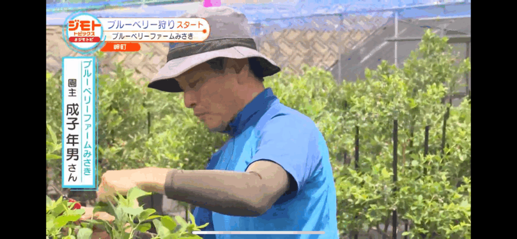 ジモトトピックス・テレビ放送・ブルーベリーファームみさき・大阪・泉州・岬町・ブルーベリー狩りスタート