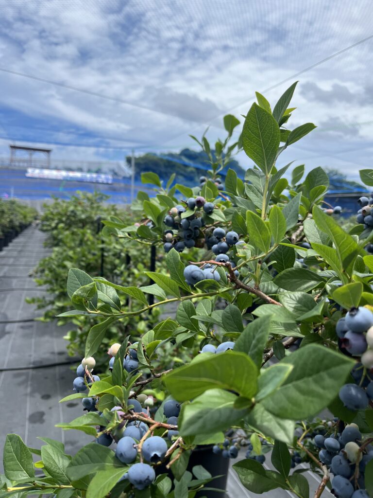 ６月・ブルーベリーファームみさき・大阪・岬町