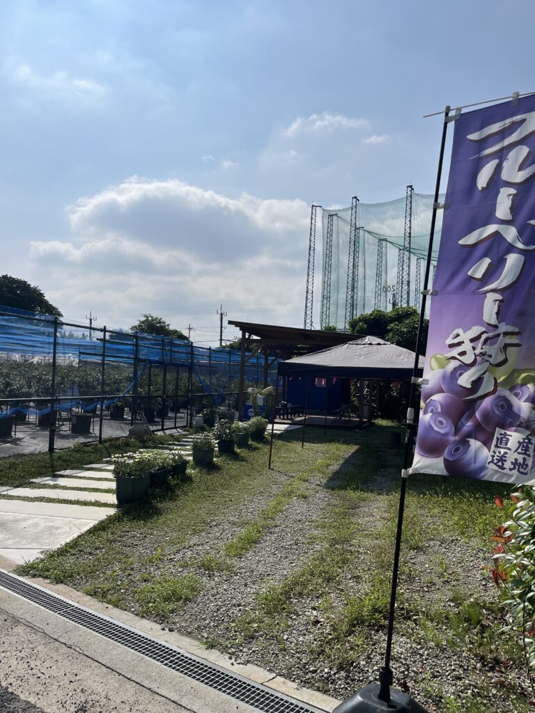 第2サイト・ブルーベリーファームみさき・大阪・岬町