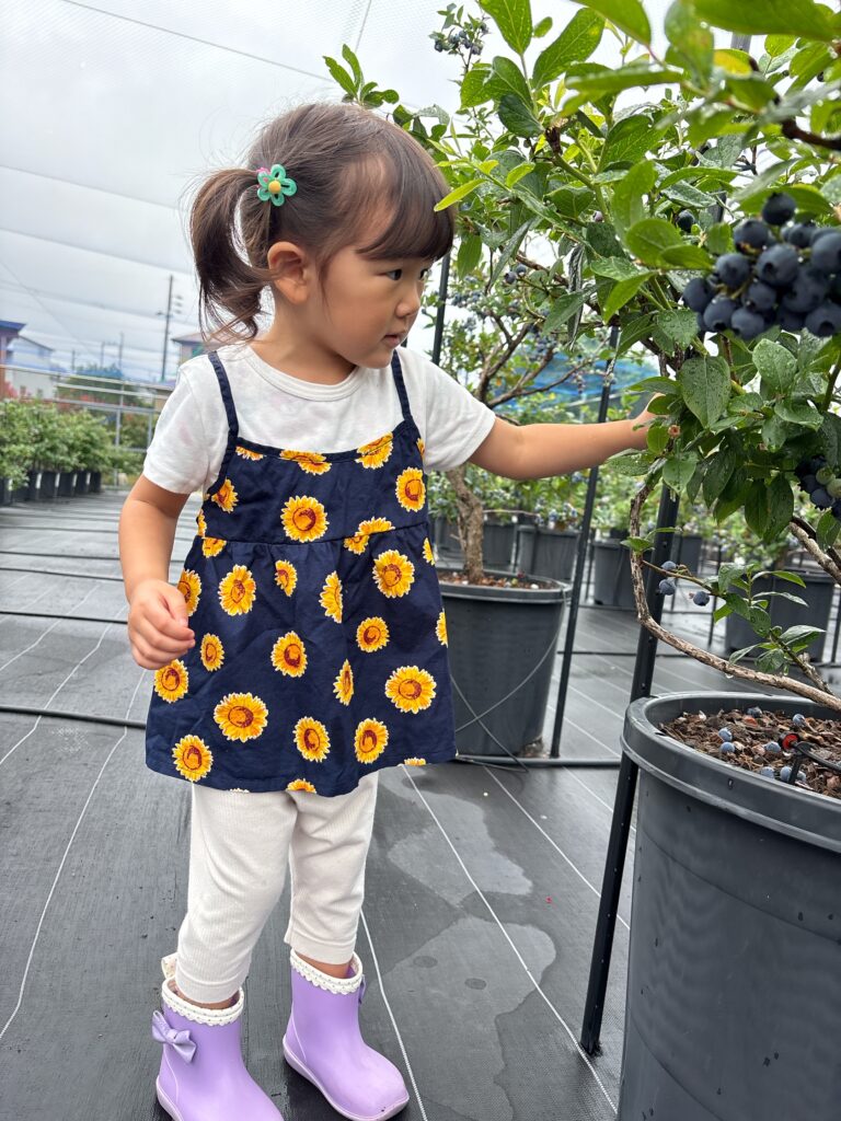 子供とブルーベリー狩り・大阪・泉州・岬町