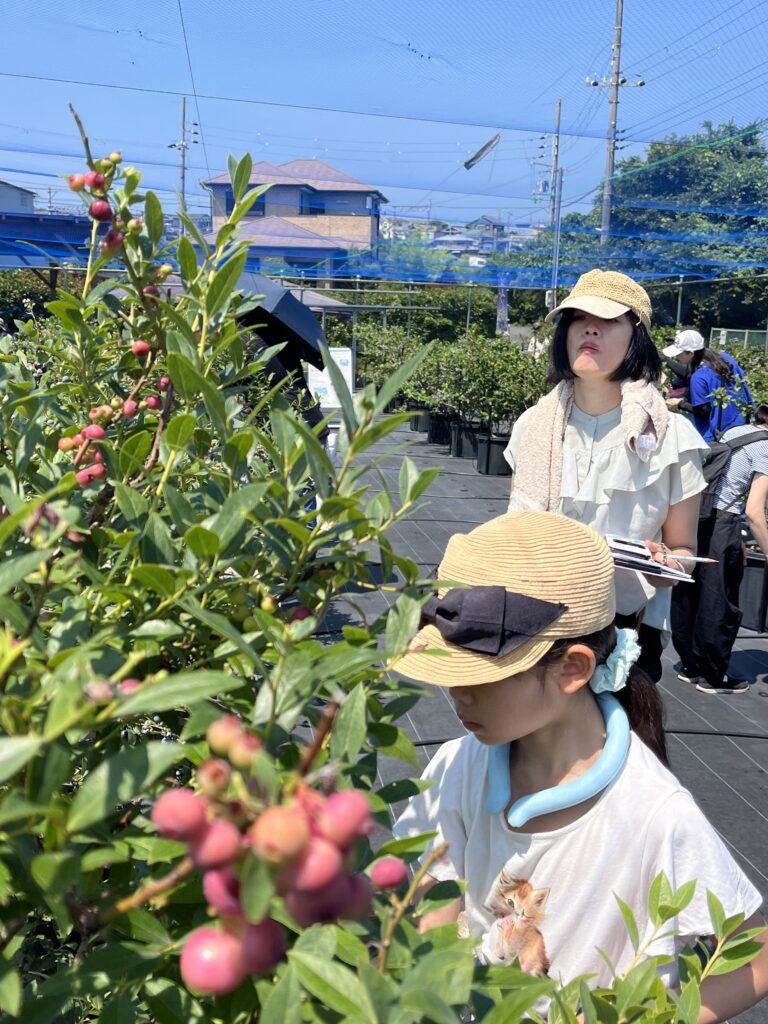 ブルーベリーファームみさき・大阪・岬町・ピンクレモネード