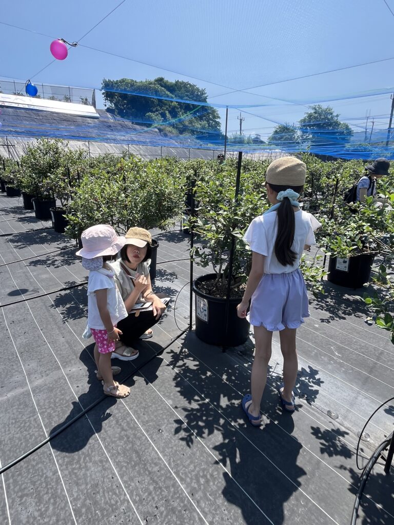 ブルーベリーファームみさき・大阪・岬町・親子でブルーベリー狩り体験