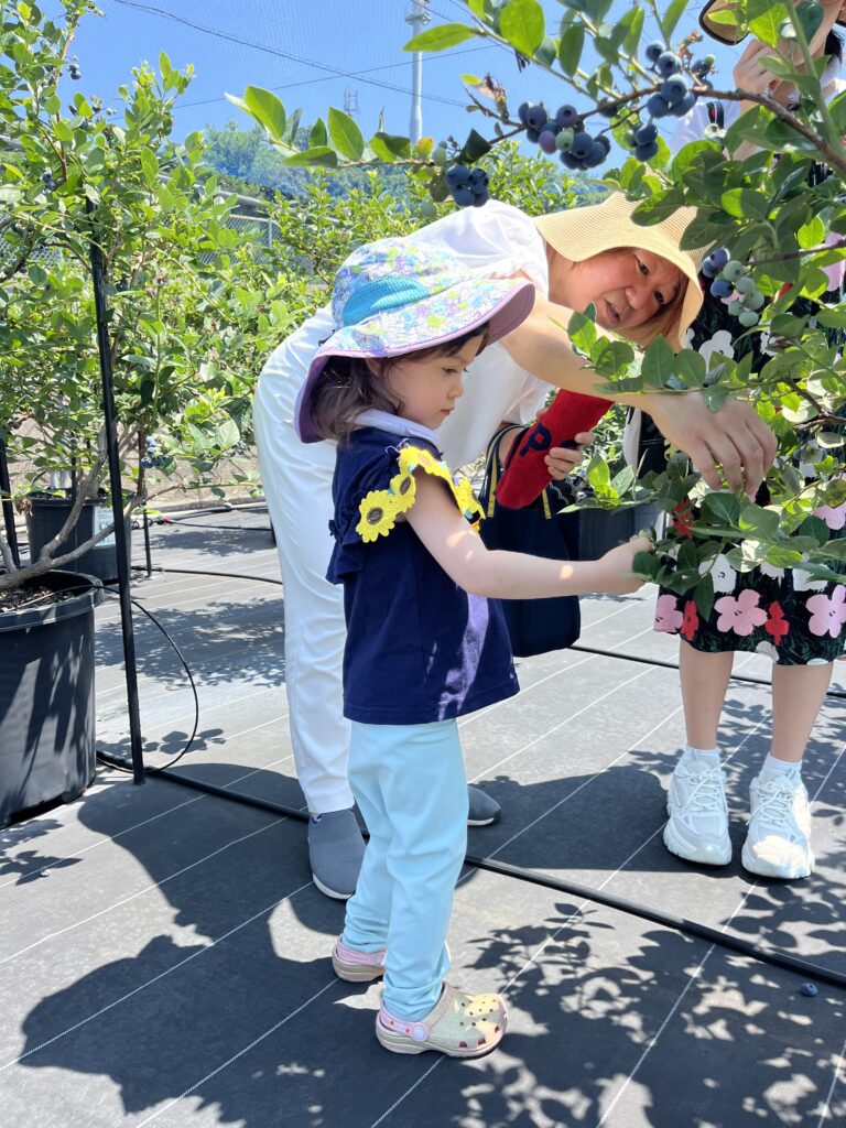 ブルーベリーファームみさき・大阪・岬町・子供とブルーベリー狩り