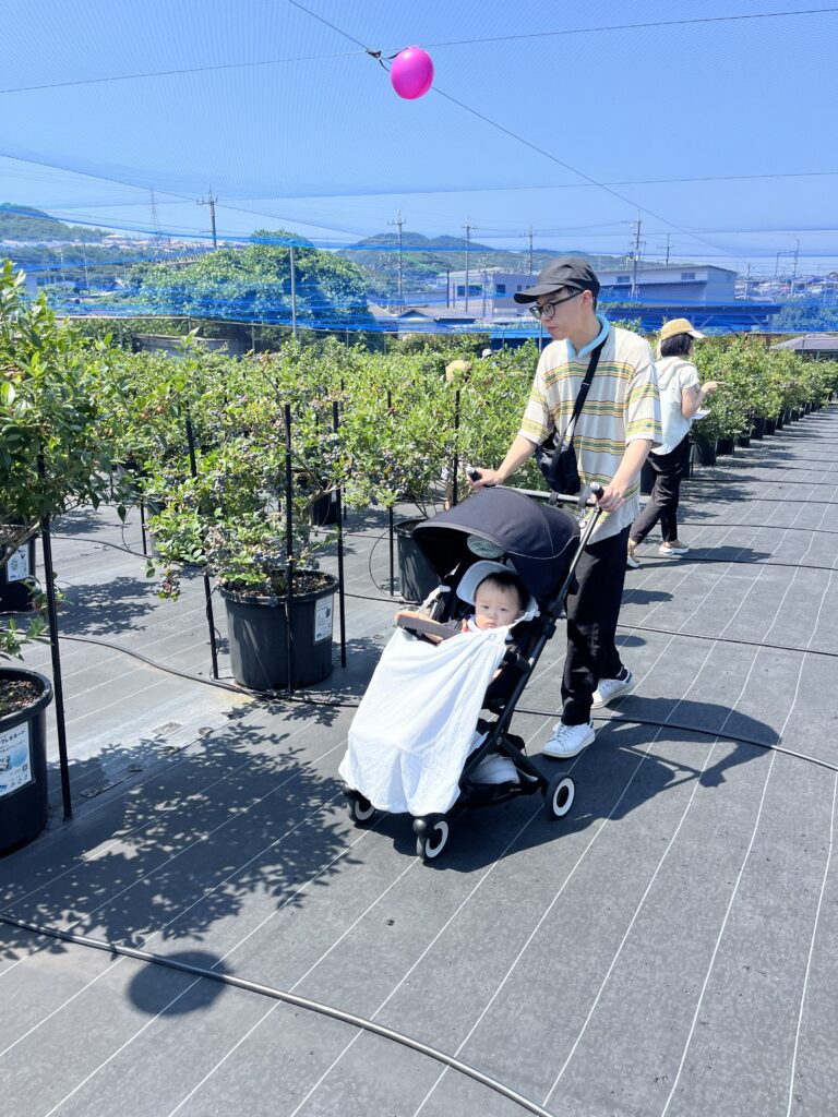 ブルーベリーファームみさき・大阪・岬町・ベビーカーでブルーベリー狩り