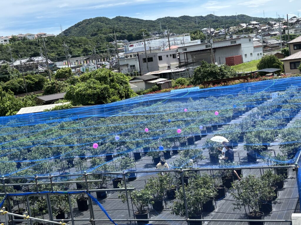 ５００本のブルーベリー・ブルーベリーファームみさき・第2サイト・大阪・岬町