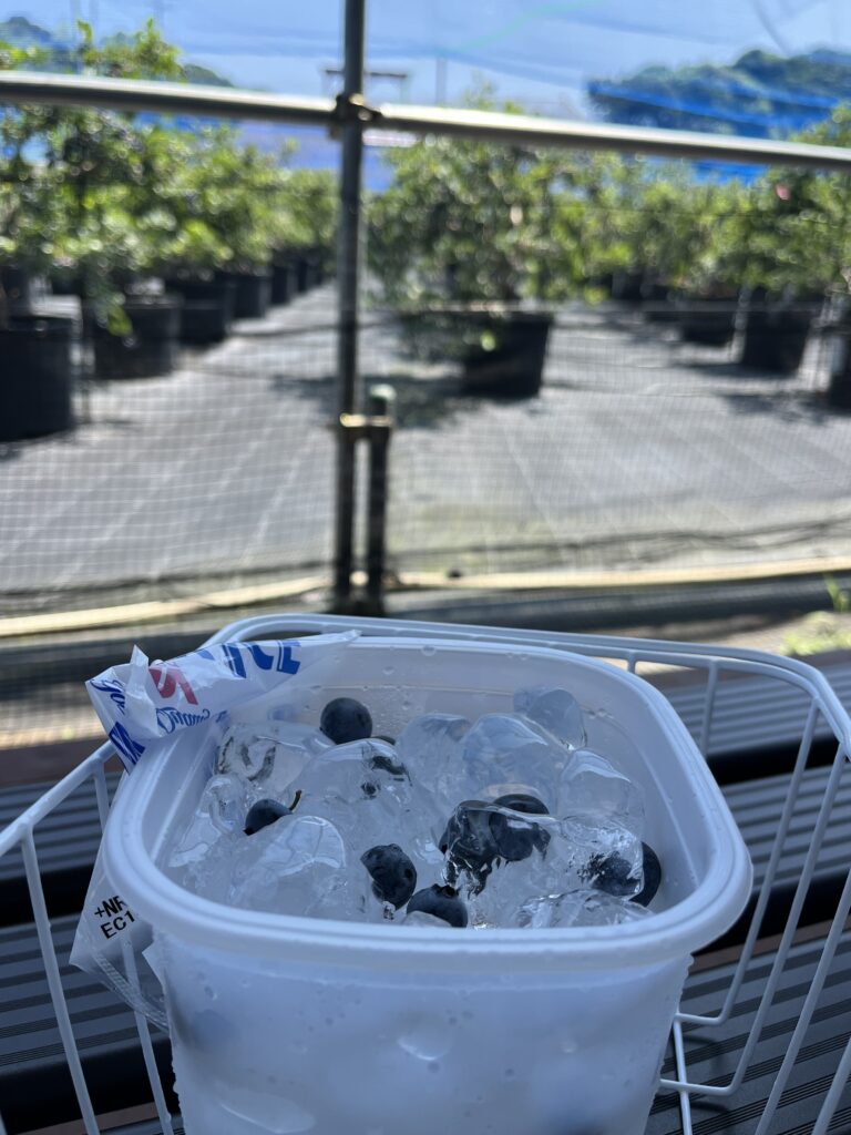 ブルーベリーファームみさき・大阪・岬町・氷カップで冷えたブルーベリー