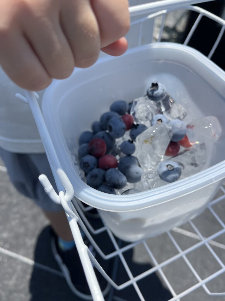 ブルーベリーファームみさき・大阪・岬町・氷カップでブルーベリー冷やすとおいしいよ