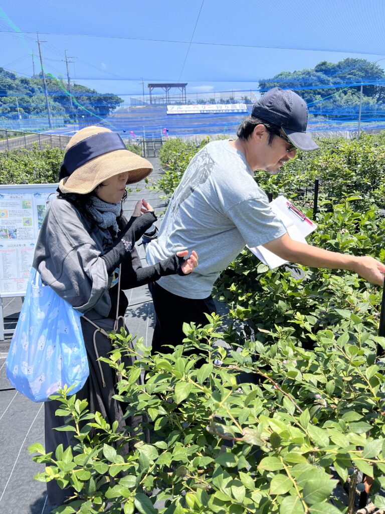 ブルーベリーファームみさき・大阪・岬町・夫婦でブルーベリー狩り